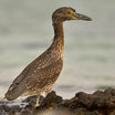 Yellow-crowned Night-Heron
